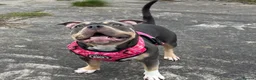 American Bully dogs for sale: Zena pocket bully  in Southport - Advert 1