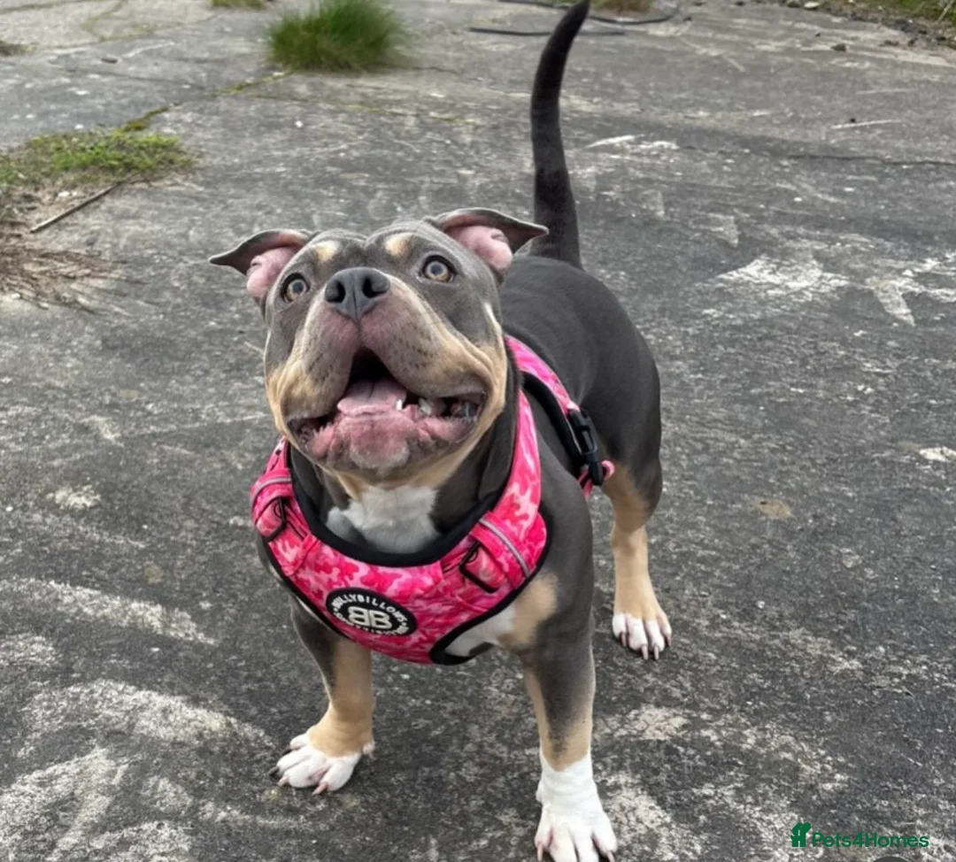 American Bully dogs for sale: Zena pocket bully  in Southport - Advert 1