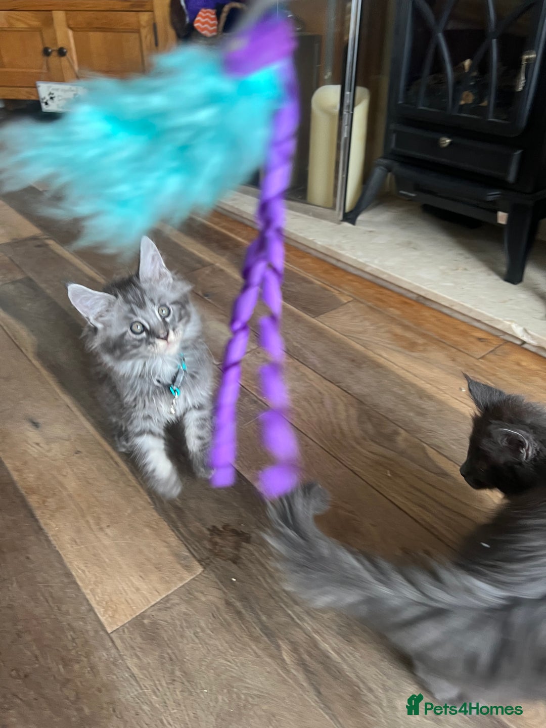 Maine Coon cats for sale: TICA registered Maine Coons, Ready end of August❤️ - Image 30