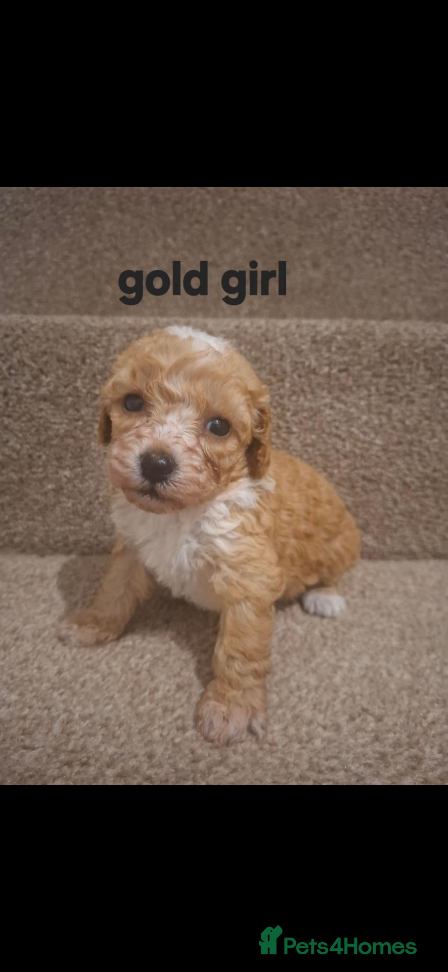 Mixed Breed dogs Beautiful miniture 75% poodle  - Advert 2