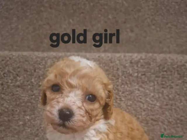 Mixed Breed dogs Beautiful miniture 75% poodle - Advert 5