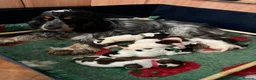 Cocker Spaniel dogs for sale: Outstanding litter  - Advert 2