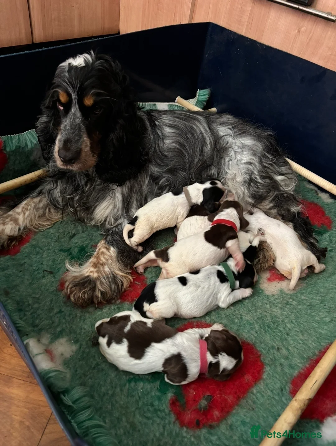 Cocker Spaniel dogs for sale: Outstanding litter  - Advert 2