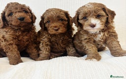 Cavapoo dogs for sale: 🐶 Adorable deep red Cavapoo Puppies  - Image 7