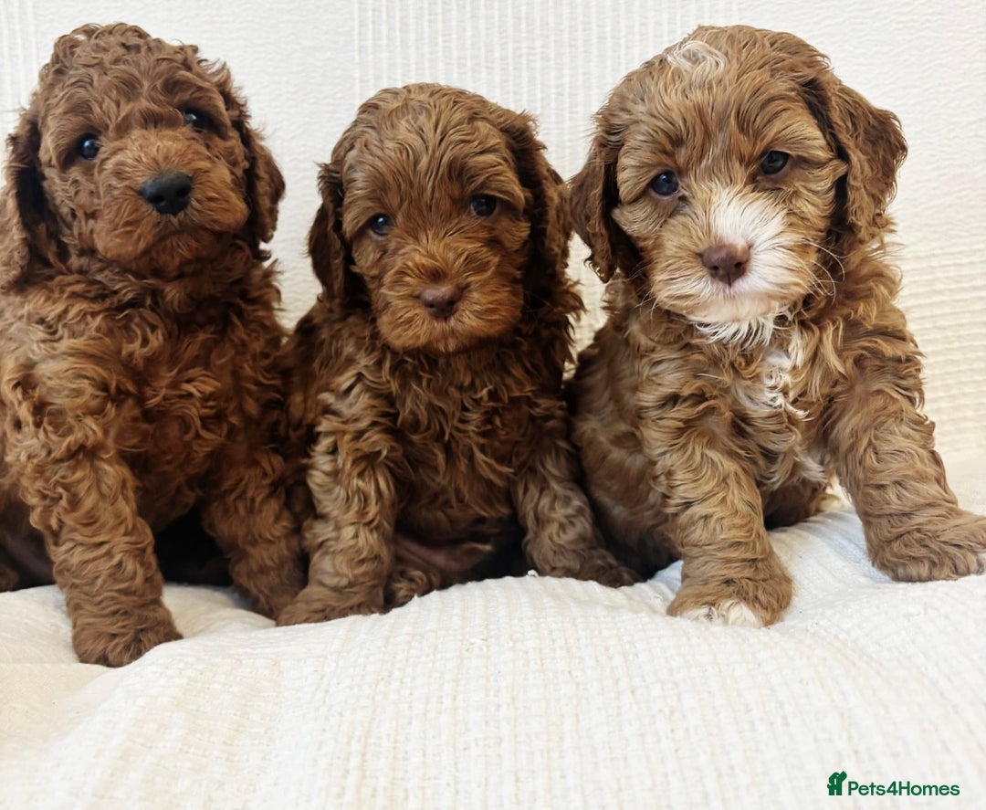 Cavapoo dogs for sale: 🐶 Adorable deep red Cavapoo Puppies  - Image 7
