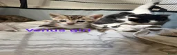 Bengal cats for sale: Bengal / Norwegian forest - Advert 17