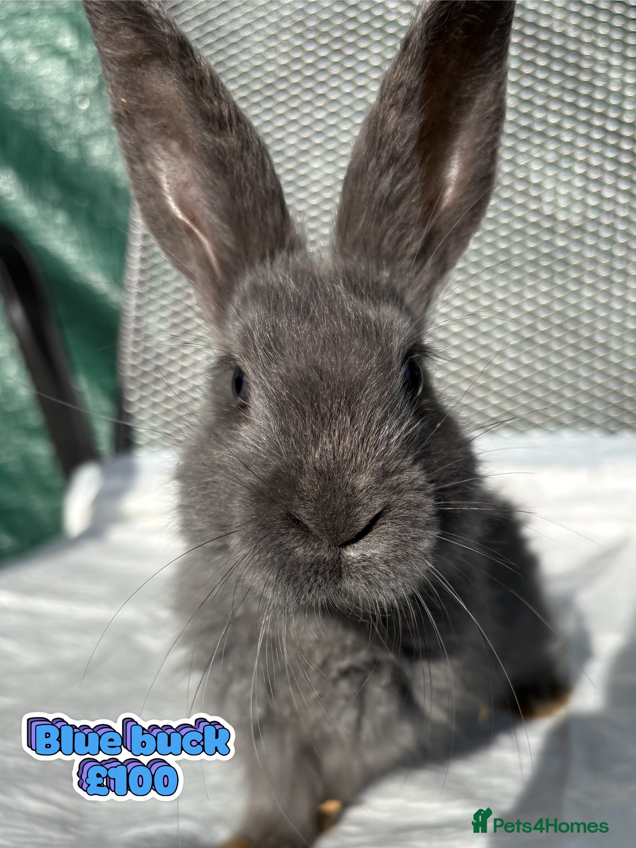 Mixed Breed rabbits Continental giant X - Advert 5