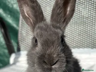 Mixed Breed rabbits Continental giant X - Advert 5