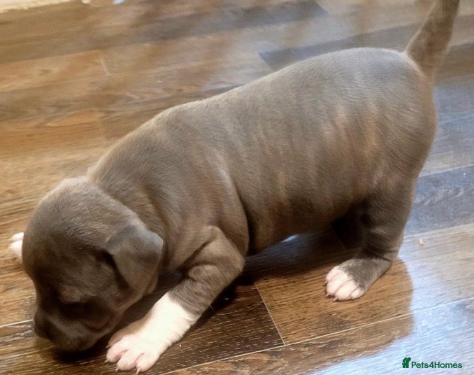 Staffordshire Bull Terrier dogs Last Kc Blue girl Staff pups - Advert 15