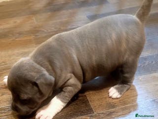 Staffordshire Bull Terrier dogs Last Kc Blue girl Staff pups - Advert 11