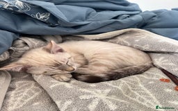 Ragdoll cats for sale: 2 ragdoll x bengal kittens  - Image 6