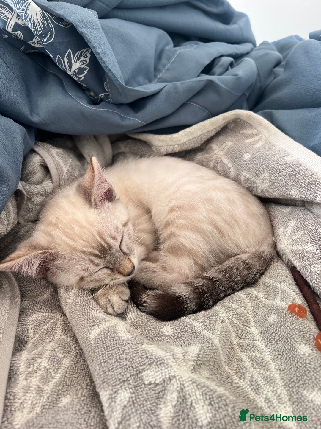 Ragdoll cats for sale: 2 ragdoll x bengal kittens  - Image 6
