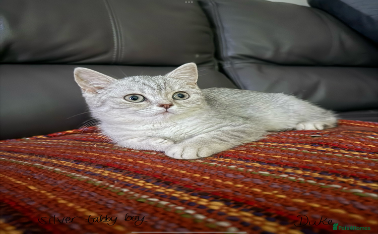 British Shorthair cats - Advert 3