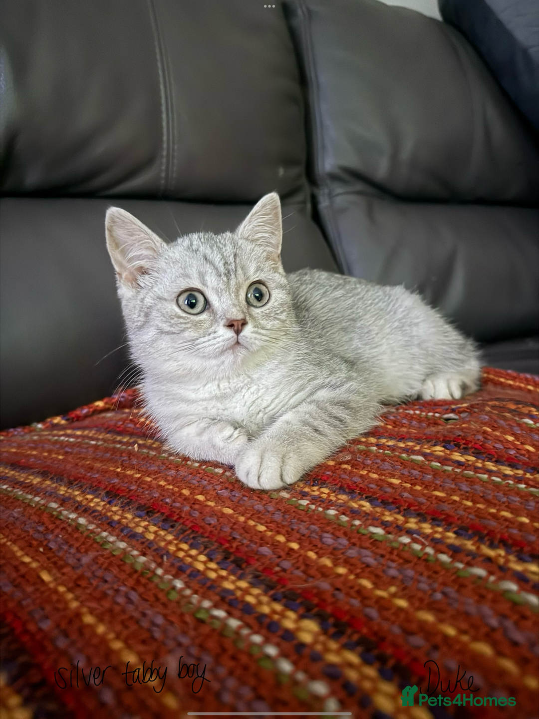 British Shorthair cats for sale: Absolutely stunning TICA registered kittens  - Image 1