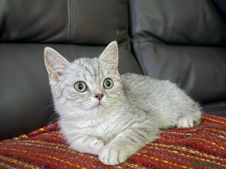 British Shorthair cats - Advert 6