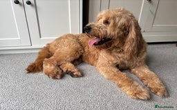 Mini Goldendoodle dogs for sale: F2 mini golden doodle puppies.  - Image 10
