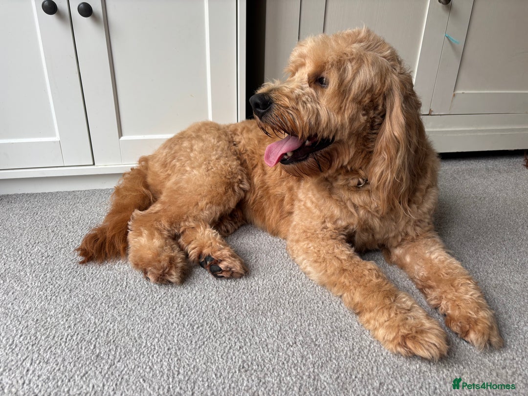 Mini Goldendoodle dogs for sale: F2 mini golden doodle puppies.  - Image 10