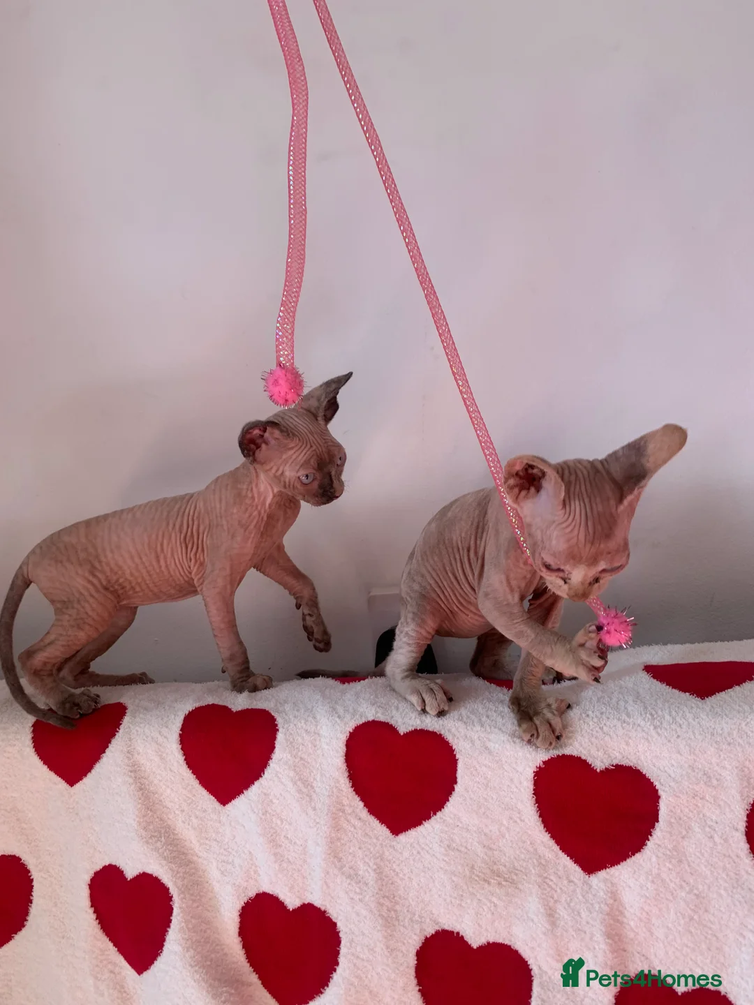 Sphynx cats for sale:  ** s sphynx babies - Advert 15