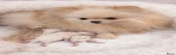 Pomeranian dogs for sale: Tiny white KC Pomeranian girl in Hemel Hempstead - Advert 2