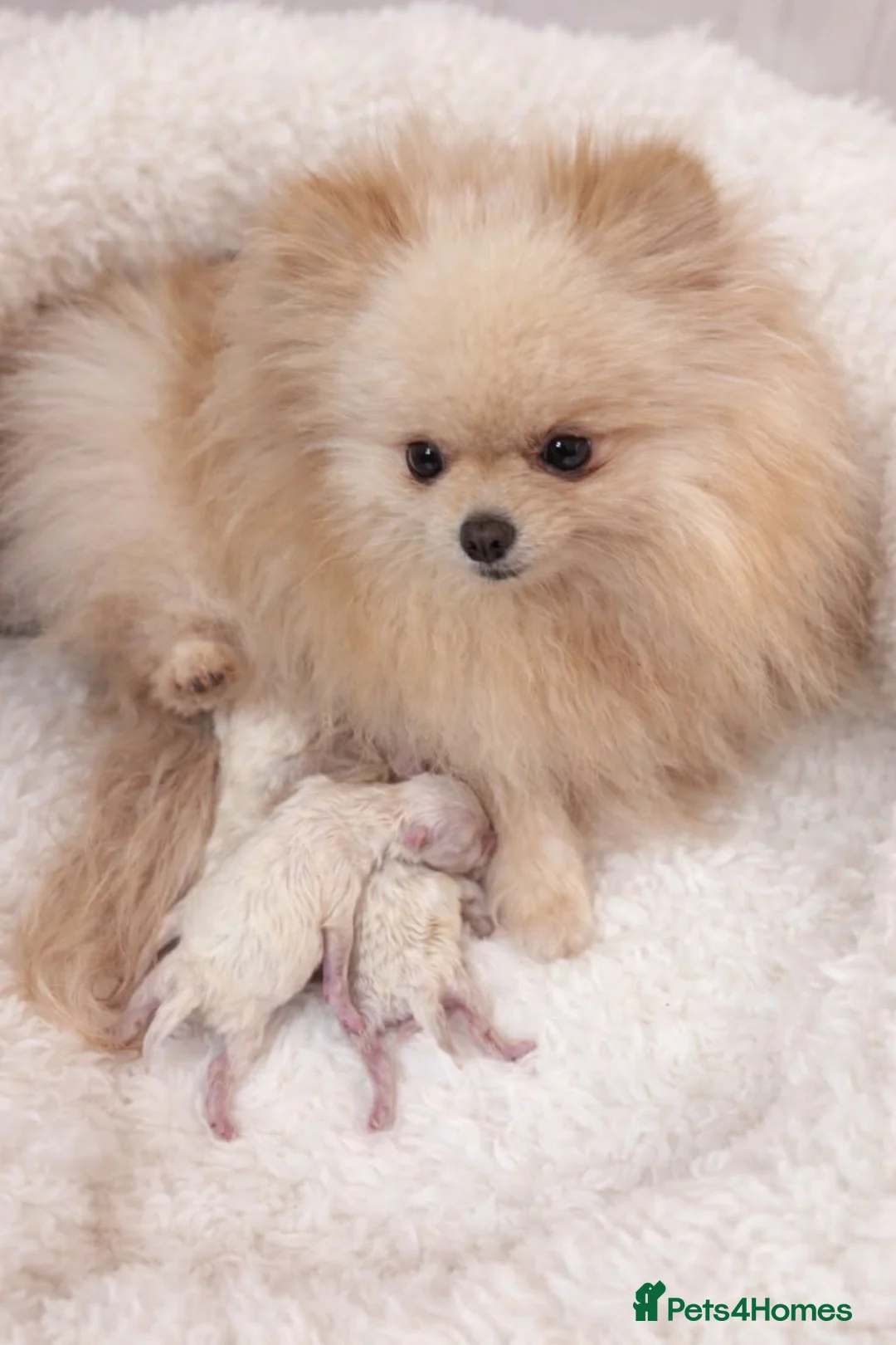 Pomeranian dogs for sale: Tiny white KC Pomeranian girl in Hemel Hempstead - Advert 2