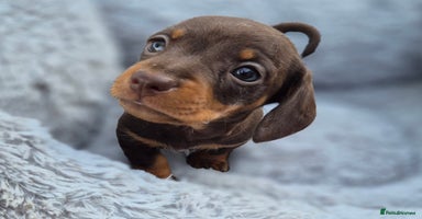 Miniature Dachshund dogs - Advert 7