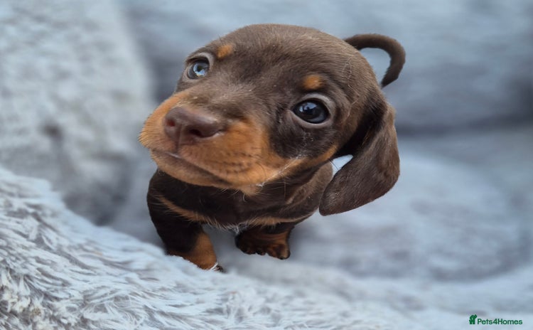 Miniature Dachshund dogs - Advert 2
