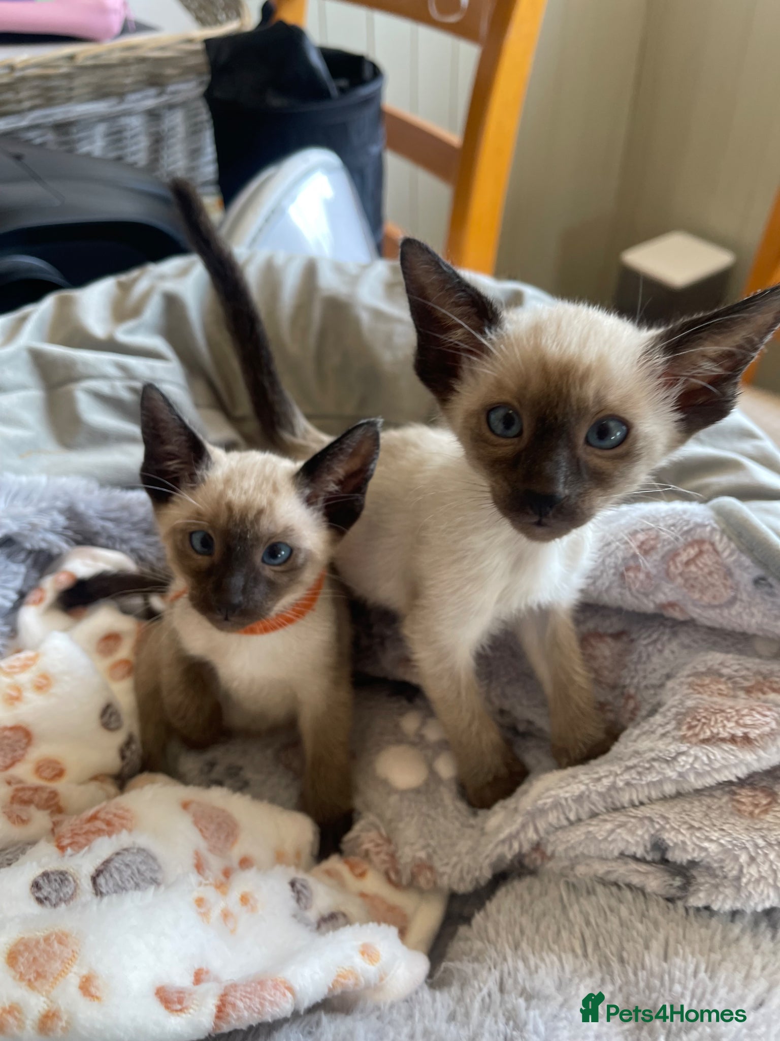 Siamese cats Last Boy Available Traditional Siamese - Advert 2