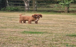 Cavalier King Charles Spaniel dogs for sale: ALL RESERVED in Shrewsbury - Image 3