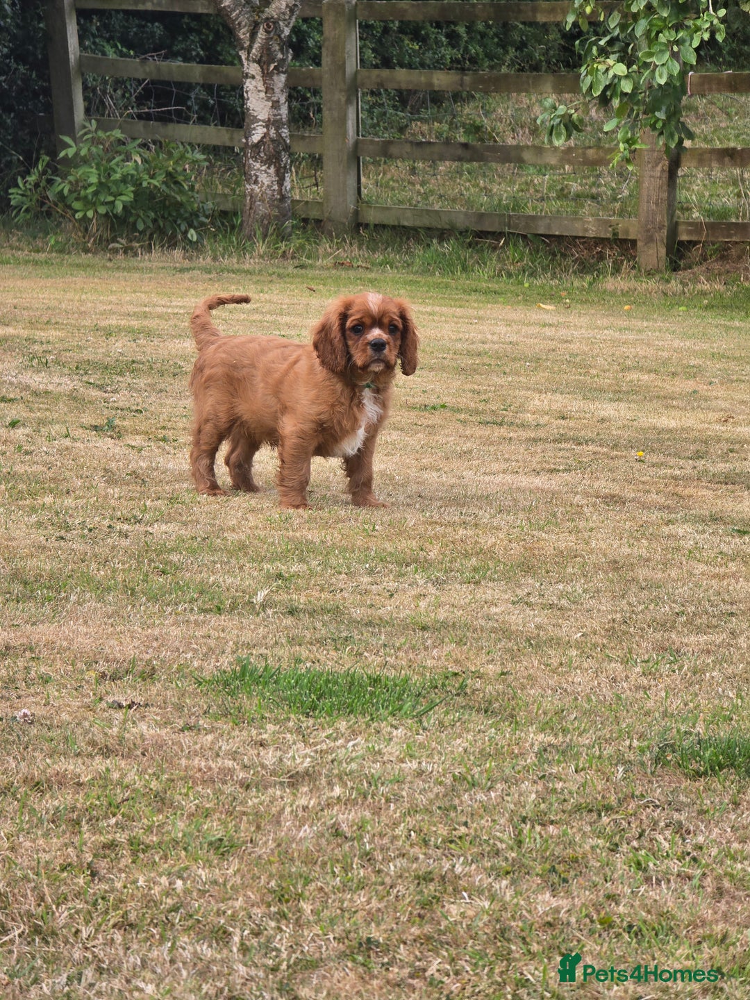 Cavalier King Charles Spaniel dogs for sale: ALL RESERVED in Shrewsbury - Image 3
