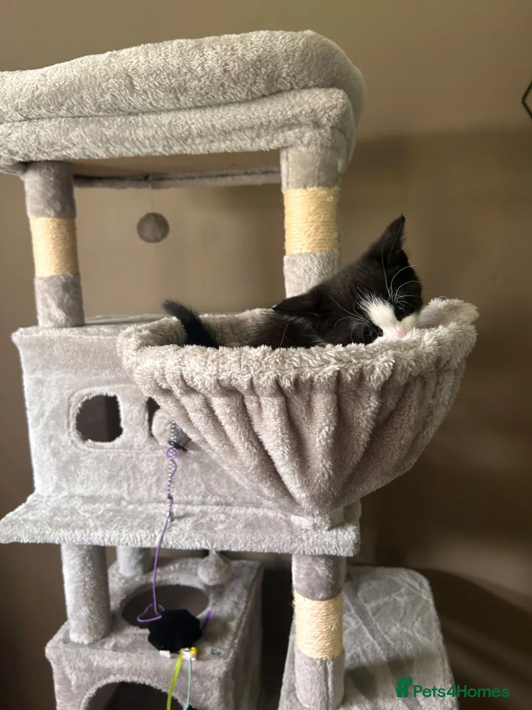 Mixed Breed cats for sale: Maine Coone X Bombay - Advert 2