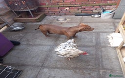 American Bully dogs for sale: princess for rehoming - Image 9