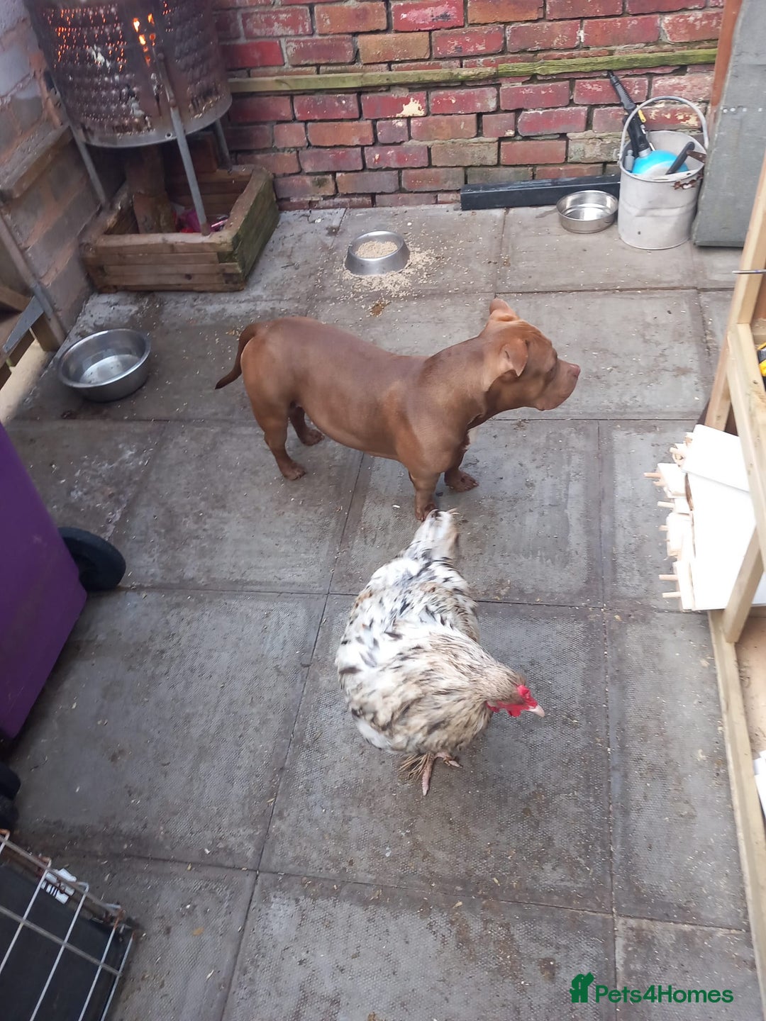 American Bully dogs for sale: princess for rehoming - Image 9