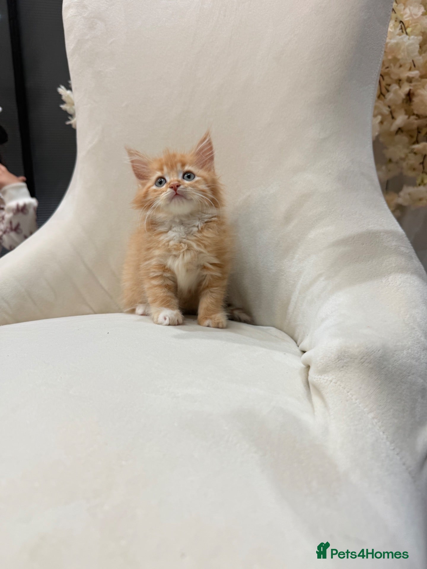 Maine Coon cats 🧡fluffy Ginger Maine Coon ready for a loving home - Advert 4