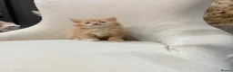 Maine Coon cats for sale: 🧡fluffy Ginger Maine Coon ready for a loving home - Advert 1