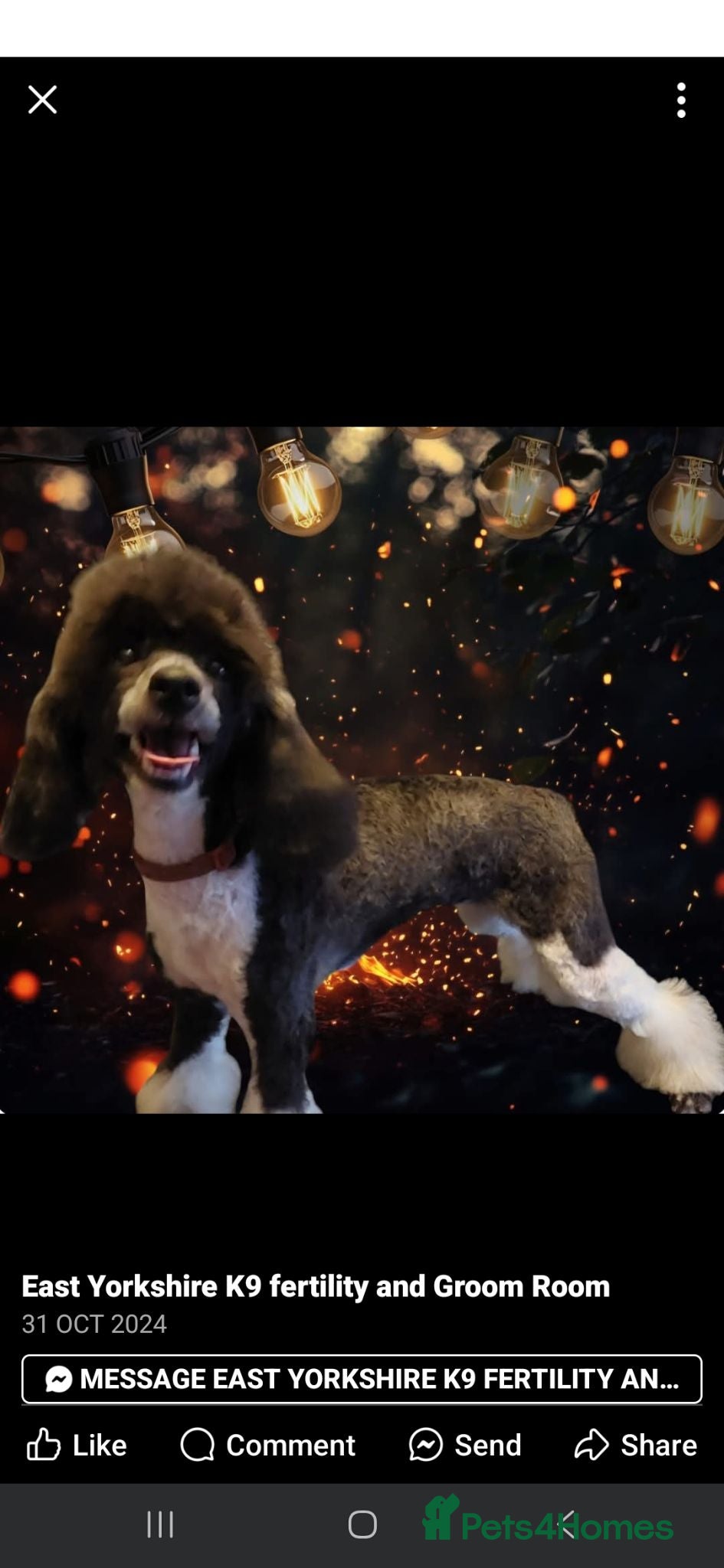 Miniature Poodle dogs Parti/abstract/merle - Advert 4