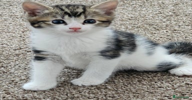 Mixed Breed cats - Advert 10