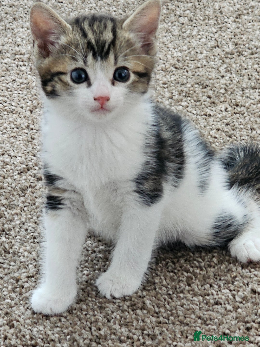 Mixed Breed cats for sale: Tabby mix rangdoll and black - Image 1