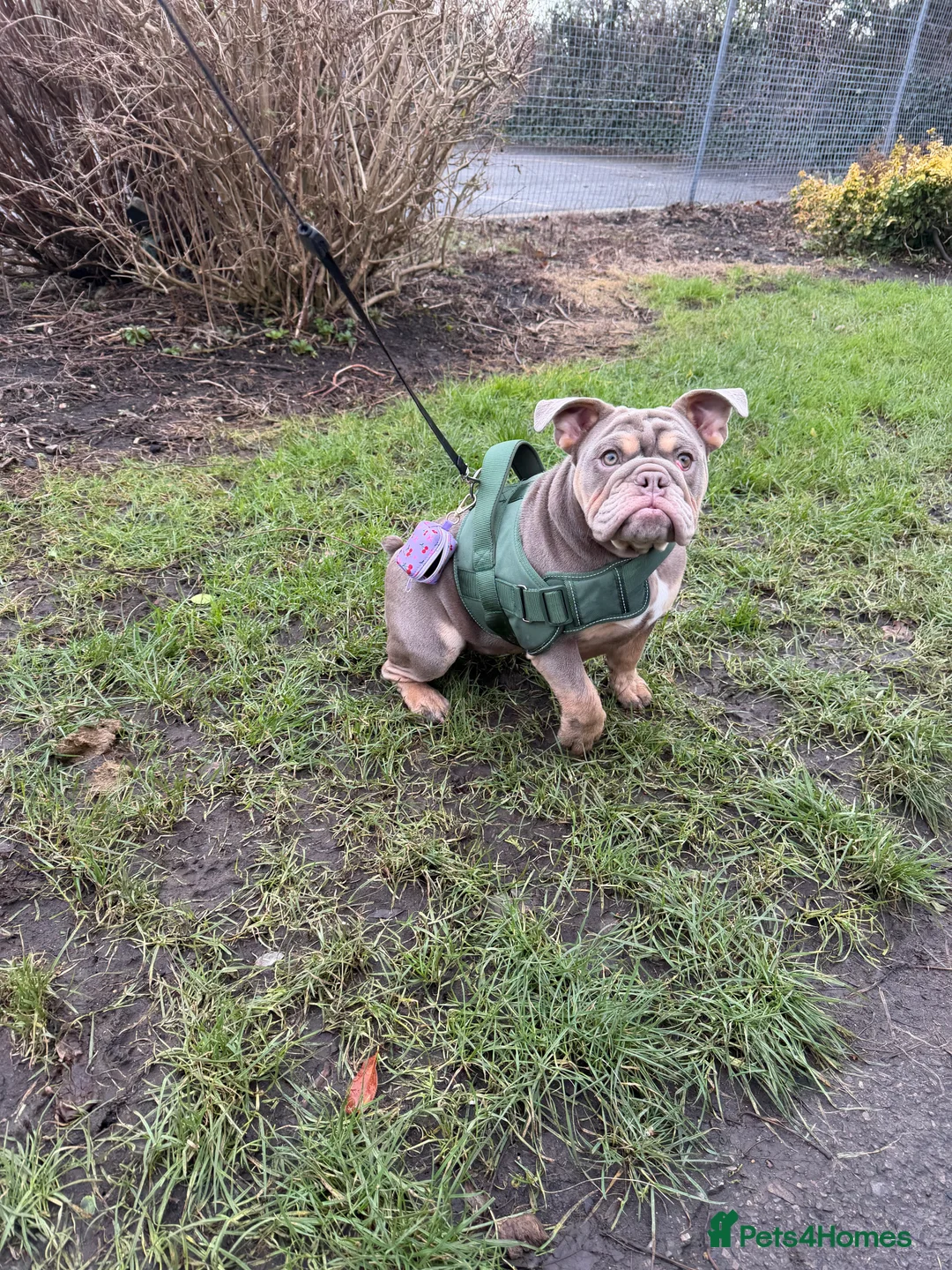 English Bulldog dogs for sale: English bulldog 6 months old  - Advert 5