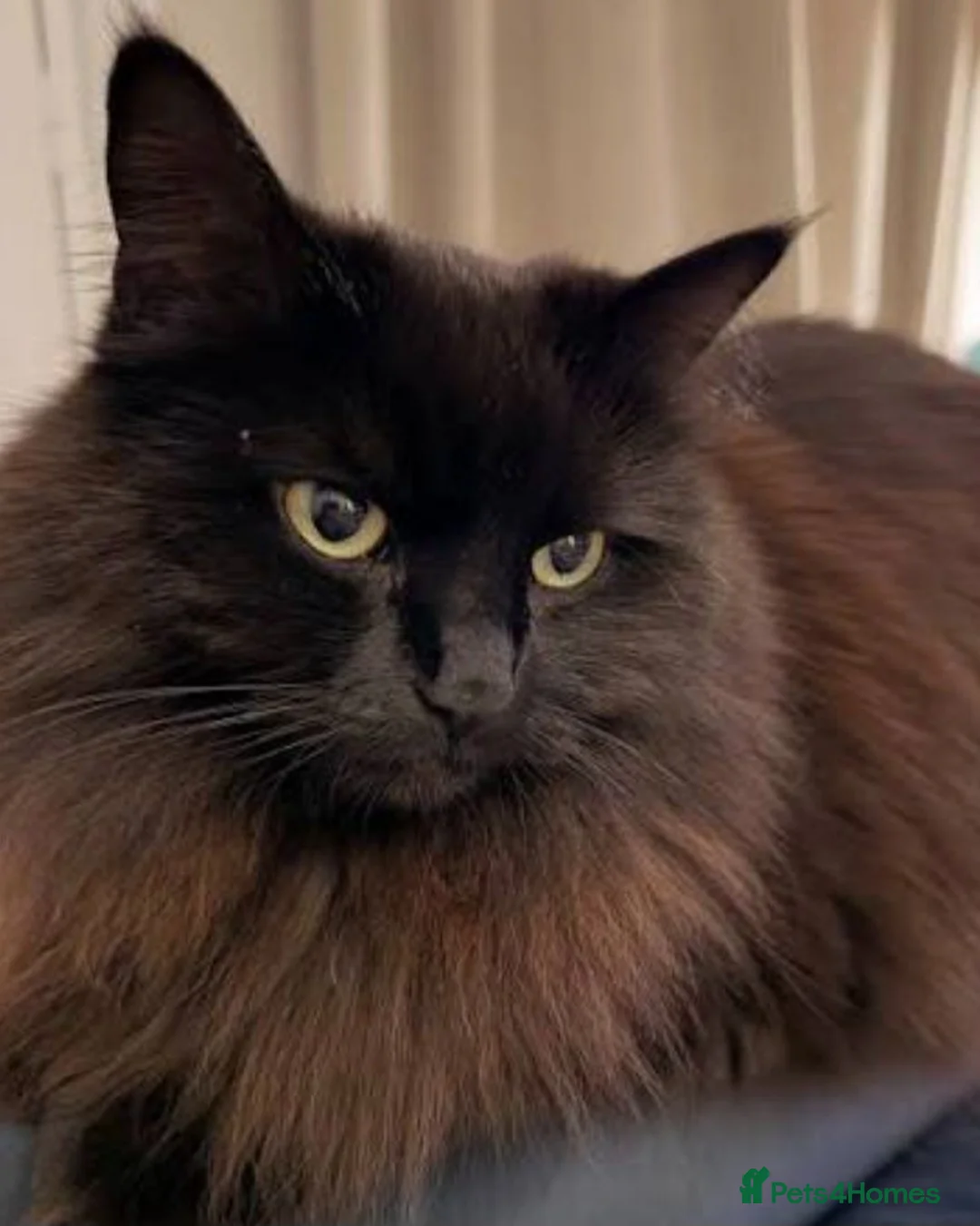 Ragdoll cats for sale: Male & female Ragdoll x British short hair kittens - Advert 1