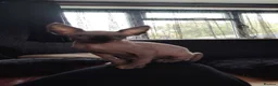 Sphynx cats for sale: Sphinx kitten for rehoming  in Grimsby - Advert 9