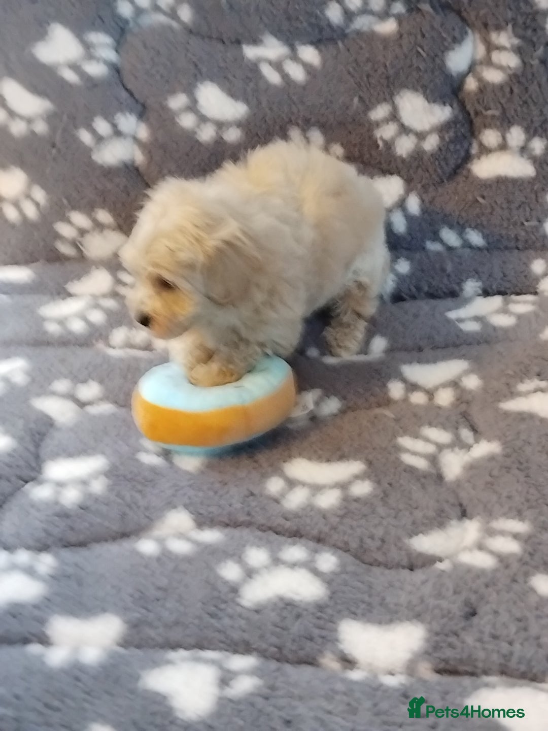 Maltipoo dogs for sale: Maltipoo puppies  - Advert 6