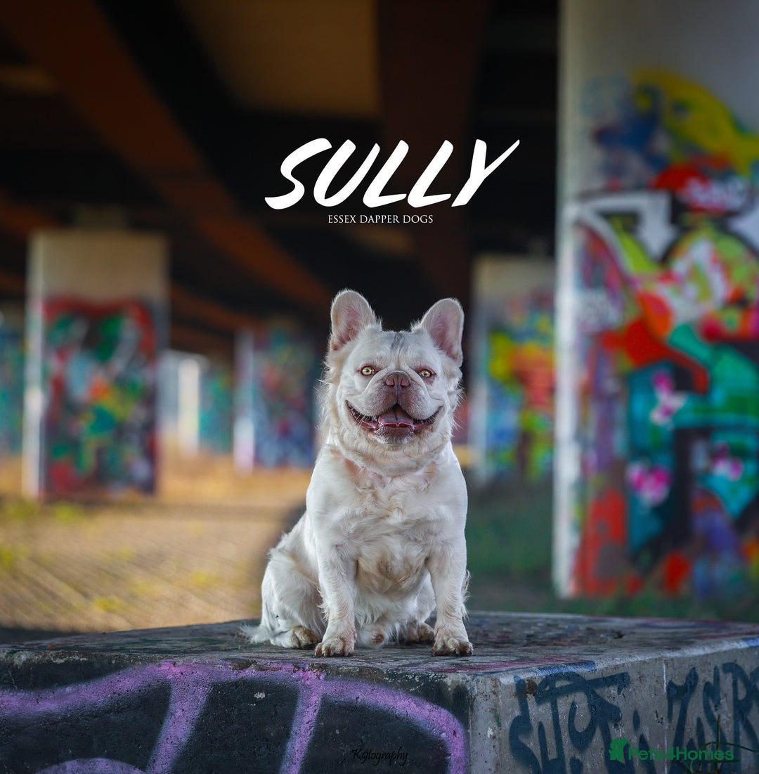 French Bulldog dogs for stud: Visual Fluffy New Shade Producer in Witham - Image 1