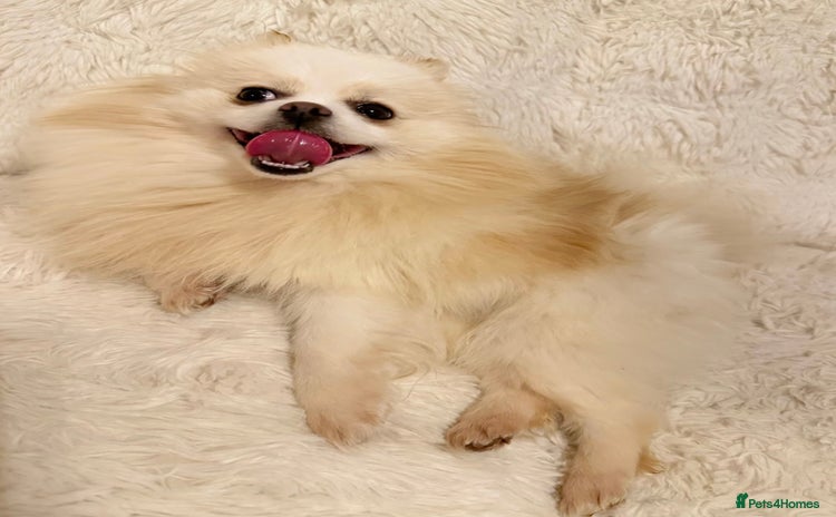 Pomeranian dogs - Advert 2