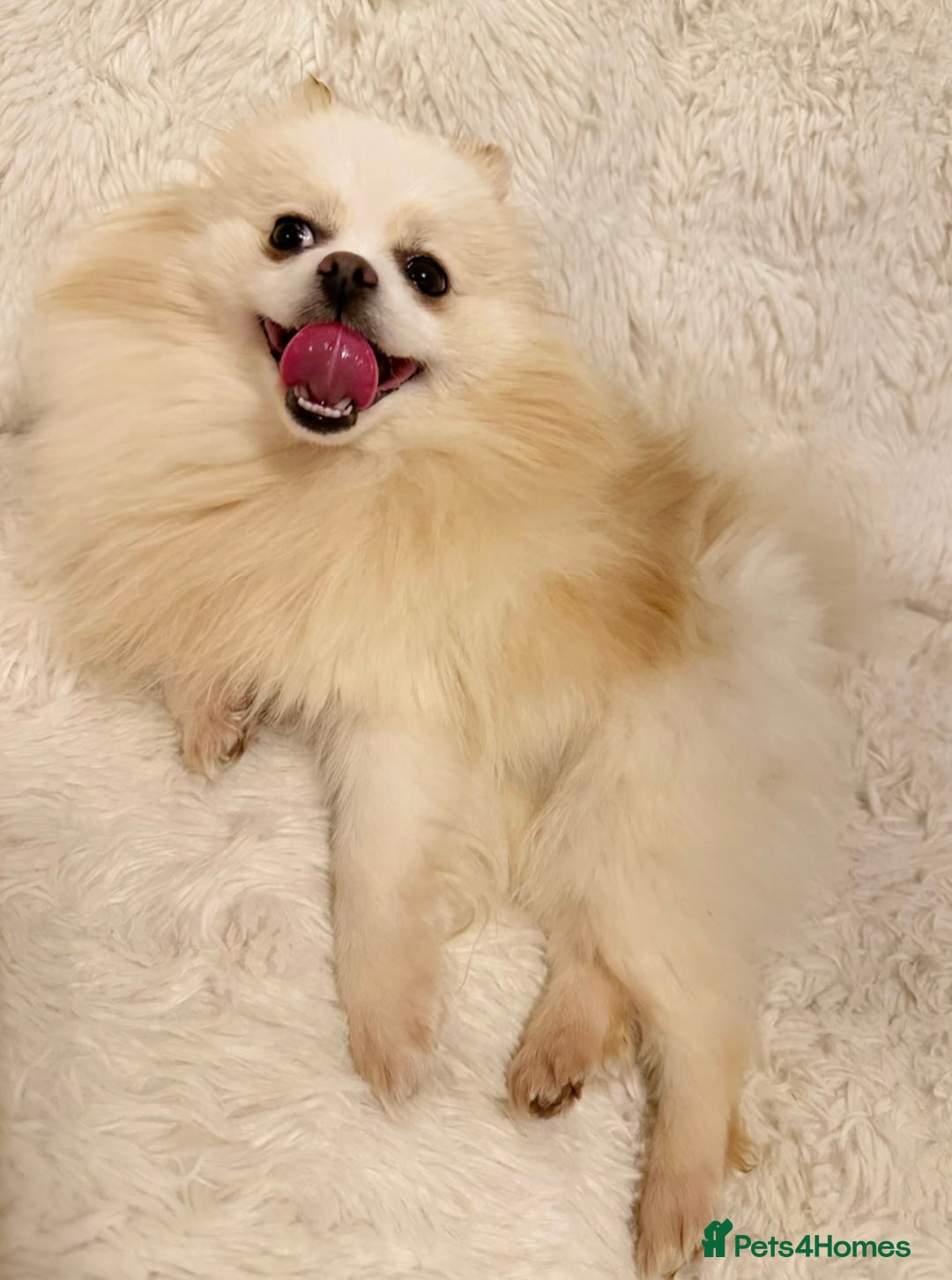 Pomeranian dogs for sale: Gorgeous KCreg female Pomeranian  - Image 1