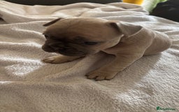 French Bulldog dogs for sale: Adorable French bulldog puppies for sale - Image 22