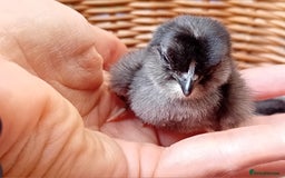 Chickens poultry for sale: Sweet Little Barbu d’Anvers Chicks Now Available - Image 9