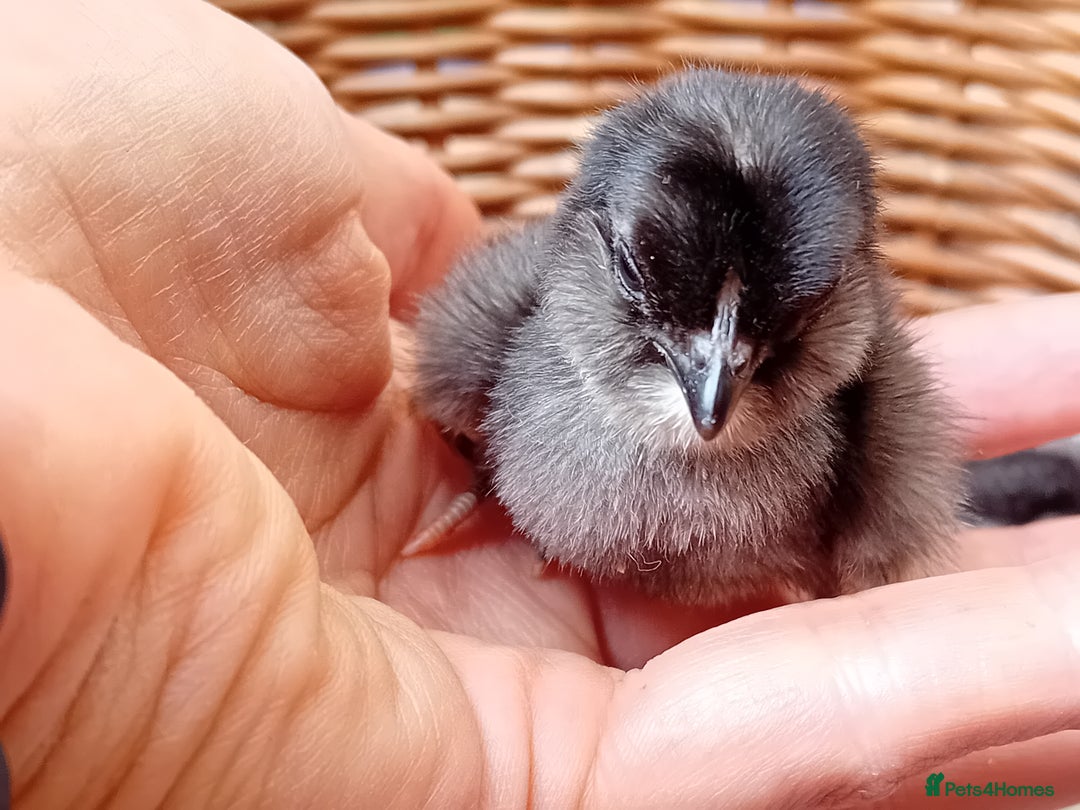 Chickens poultry for sale: Sweet Little Barbu d’Anvers Chicks Now Available - Image 9