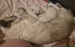 Ragdoll cats for sale: 4 energetic ragdoll fluffballs  - Image 18