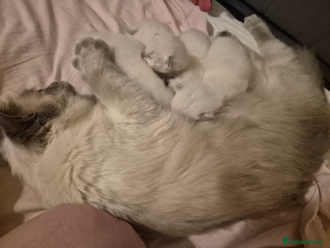 Ragdoll cats for sale: 4 energetic ragdoll fluffballs  - Image 18