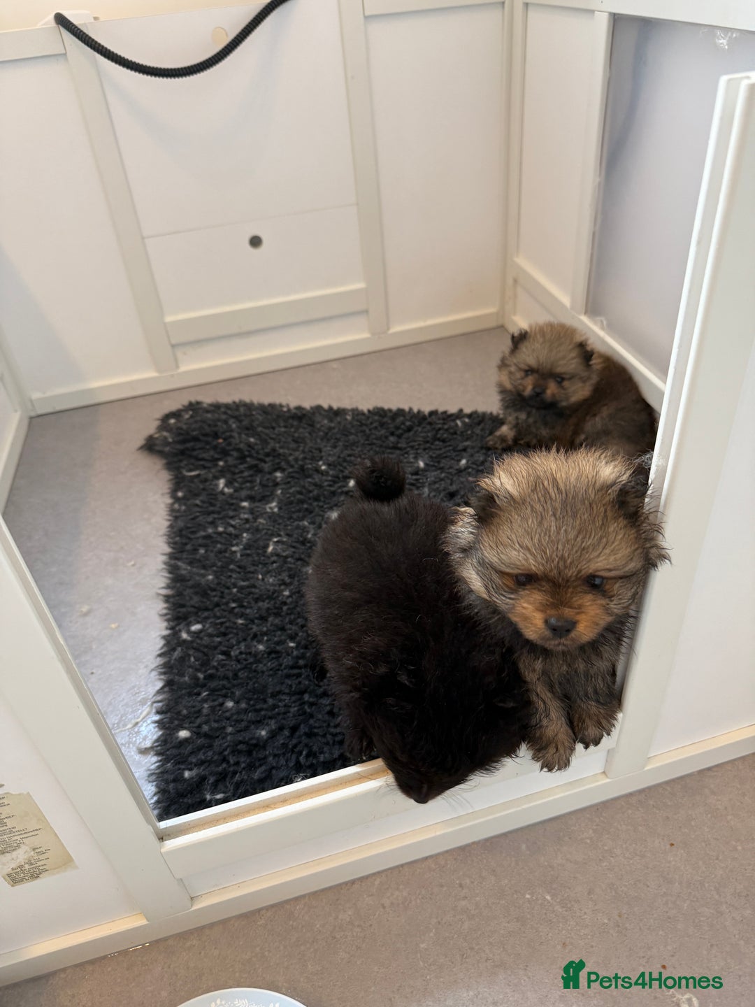 Pomeranian dogs for sale: Stunning Pomeranian puppies - Image 13